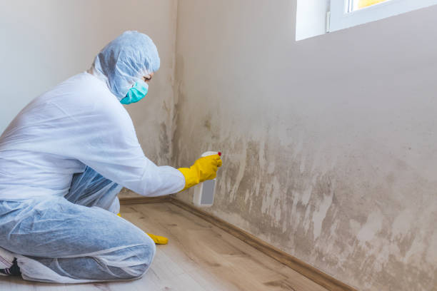Licensed Mold Inspection And Testing service in Highland Park, MI - Mold Remediation HQ